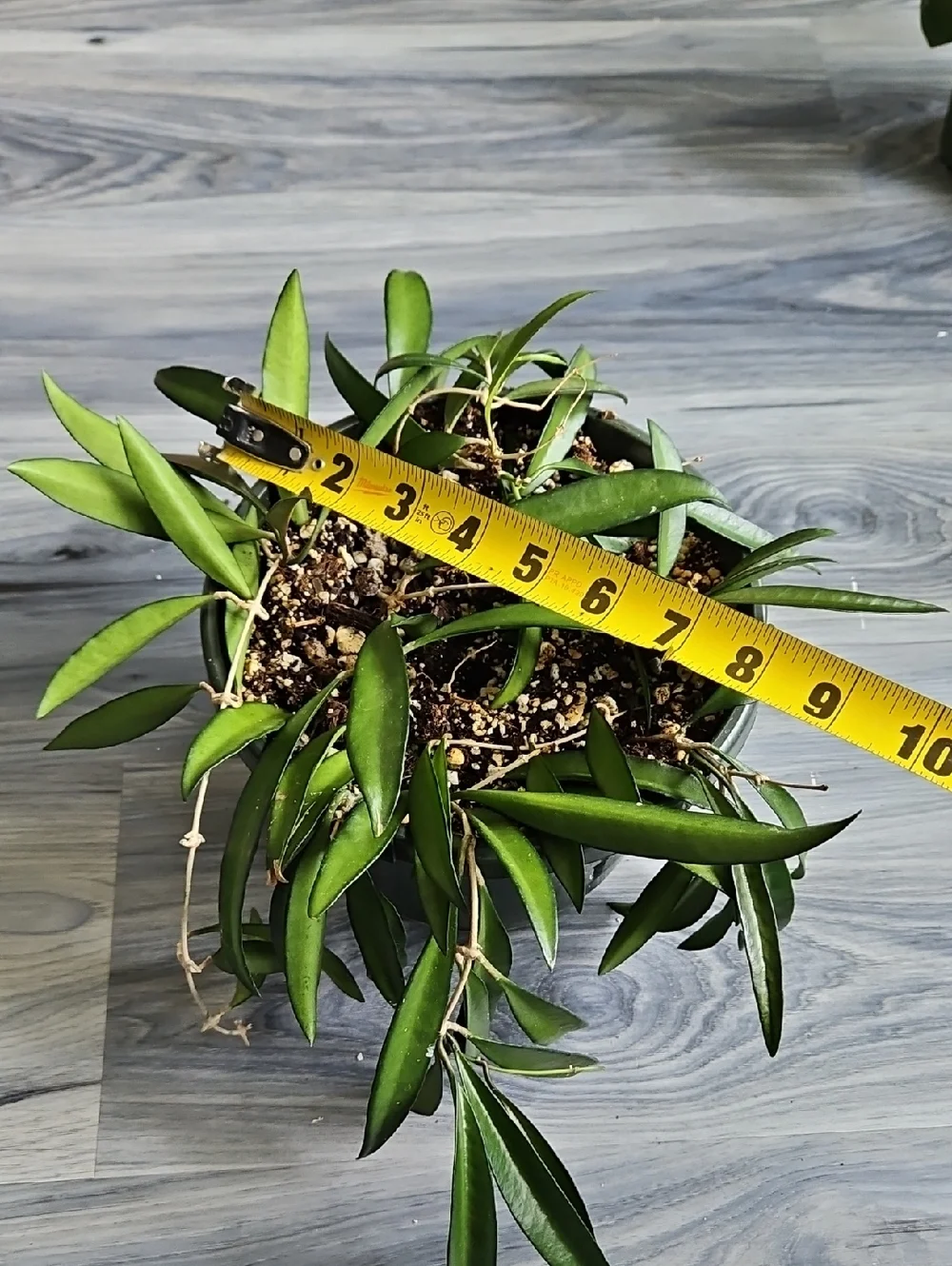 Hoya Wayetii Indoor Planter with Lush Green Foliage - In 8In Pot